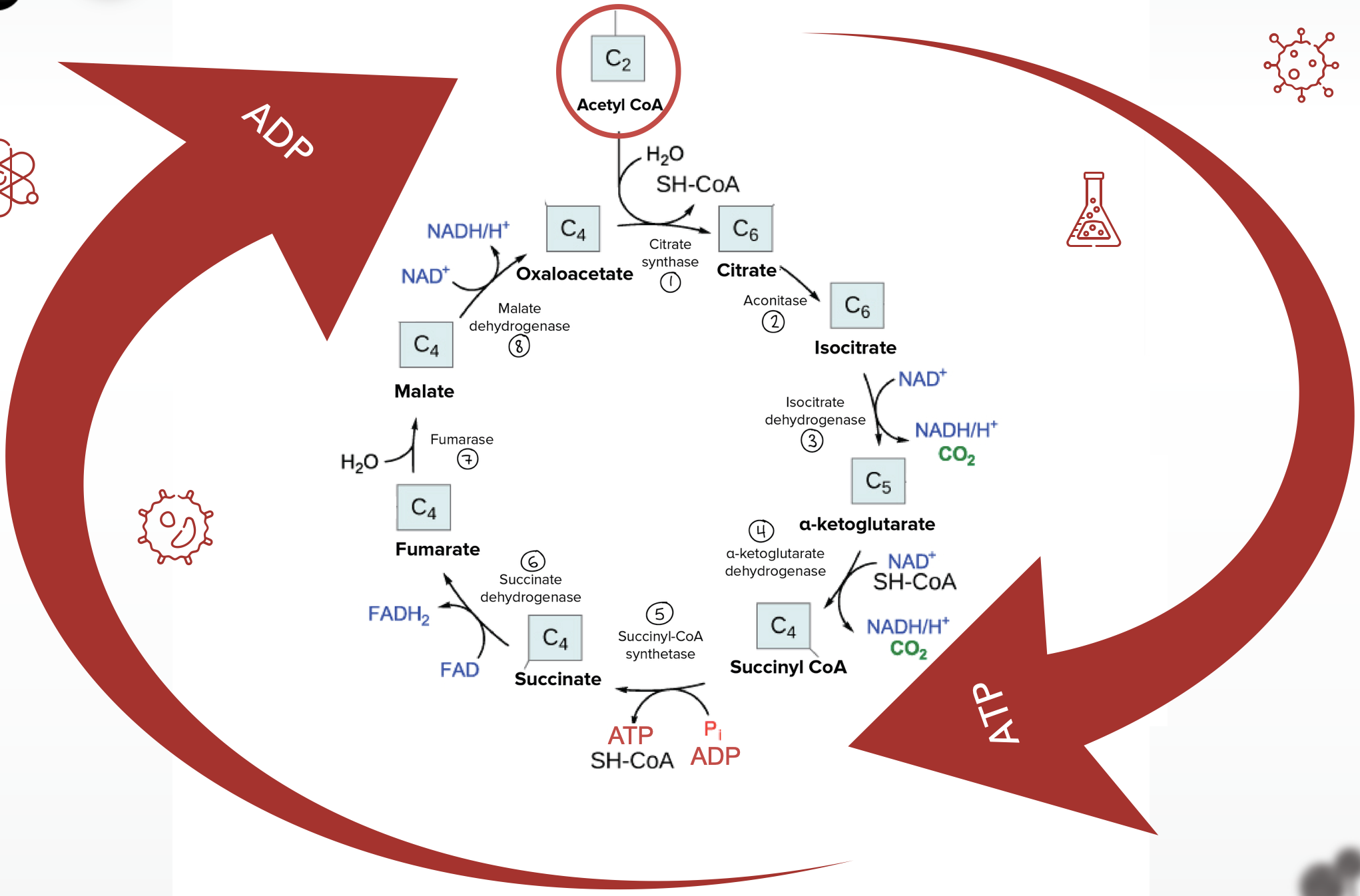 Eight steps of the Krebs Cycle