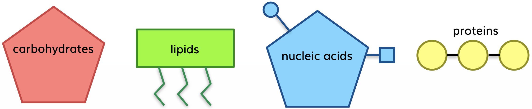 The four major biomolecules: Carbohydrates, Lipids, Nucleic Acids, and Proteins