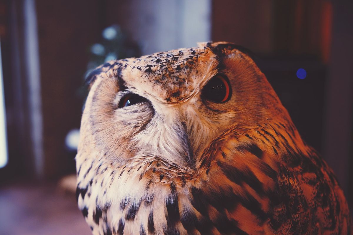 A photo of an owl, head slightly askance and one eye partially closed