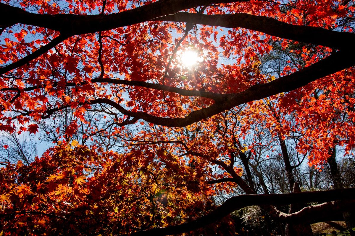 A photo of the sun peaking through fall foliage