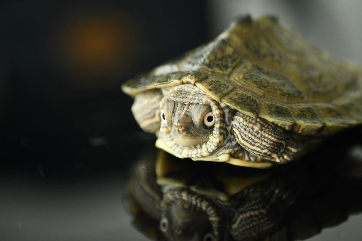 A photo of a turtle with part of it's head poking out from beneath its shell.