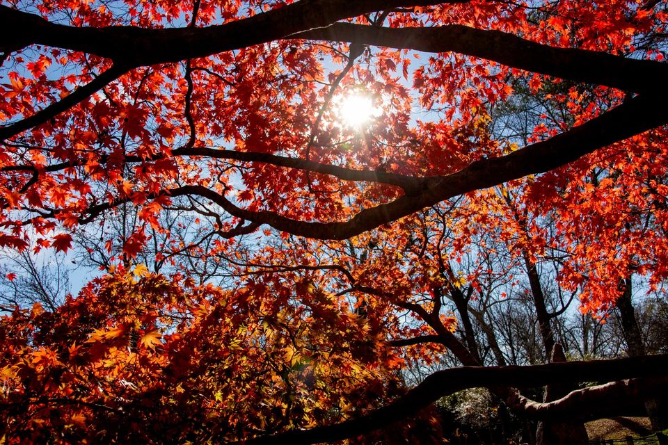 Climbing a Tree, and Finding a Whole World